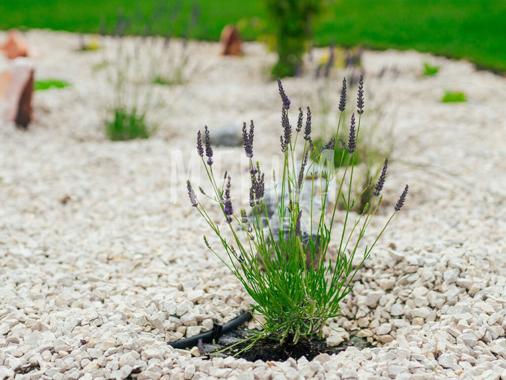 Növény ültetés Pécs, Meliva Garden