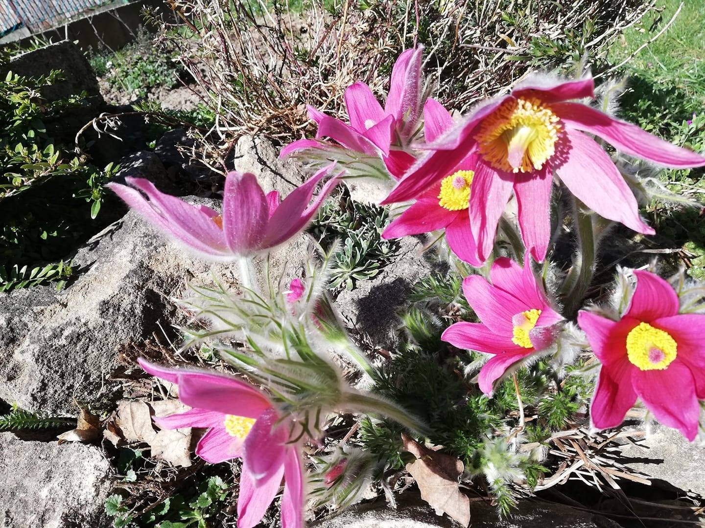 virágok, Meliva Garden Pécs