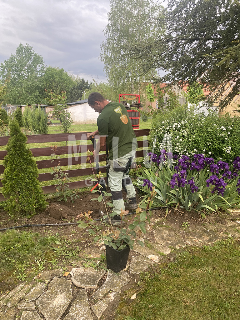 Kertgondozás Villány, gyepszellőztetés referencia, Meliva Garden